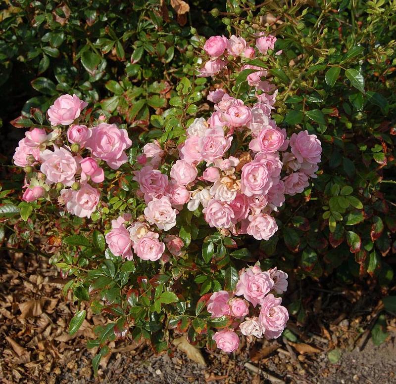 2008-09-14 En enkelt overlevende rose
